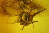 Four Fossil Flies (Diptera) In Baltic Amber #150738-1
